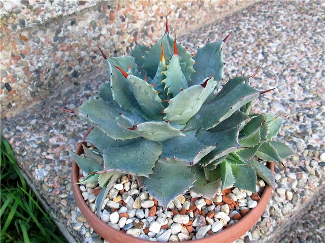 agave potatorum